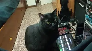 Black Cat David Gilmour  On Helix Rack My Video