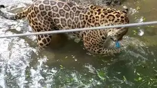 Jaguar swimming at DZP Dartmoor Zoological Park