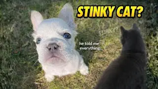 Tiny Frenchie Complains to Mom About a Stinky Cat Bullying Him 😂🐶
