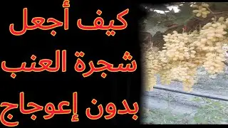 #تقليم أشجار العنب في السنة الأولى... #
