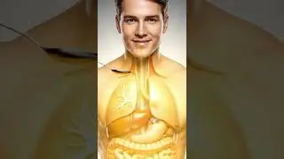 What Happens When You Eat Honey | 3D Animation Inside Your Body & Gut Digestion