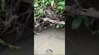 Unexpected catch while microfishing