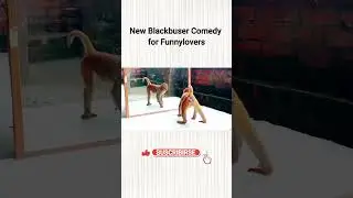 🙈 Monkey Vs Mirror Prank😂#monkeyprank #shorts #ytshorts #viral#monkey#funnyvideo #comedy