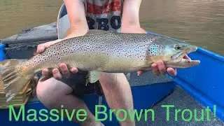 Massive Brown Trout Fishing Lees Ferry Arizona