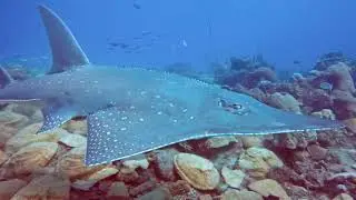 Giant Guitar shark (Rhynchobatus djiddensis), Nosy Tanikely National Park (Madagascar), 08/2024
