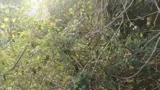  morning view jungle ka