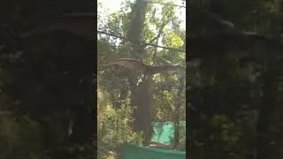 Pteradon Dinosaur (karke fly)