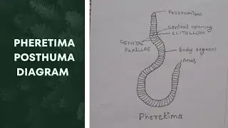 pheretima posthuma diagram ।।easy pheretima(Earthworm) diagram।। आसानी से earthworm बनाना सीखे ।।