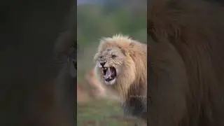 Lion vs Tiger bite force ⚠️ By Wild Battles