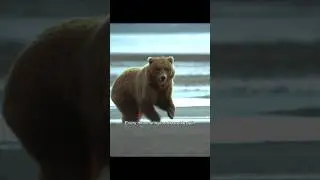 Борьба матери-медведицы за спасение своих голодающих детенышей #медведь #медведи #животные #спасе...