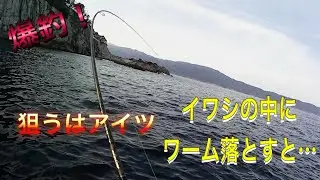 三陸　冬の　ロックフィッシュ