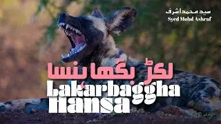 Lakarbaggha Hansa - Urdu Short Story by Syed Mohd Ashraf