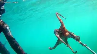 Pesca ai polpi / fishing octopus / صيد الأخطبوط