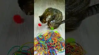 Cat Barsik Beads 📿 Balls 🌈 Reverse video❤