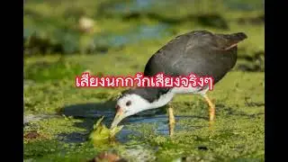 เสียงนกกวักเสียงจริงๆ5พฤษภาคม2023
