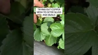 Copper mesh to deter slugs and snails. Does it work&hellip;. #coppermesh