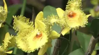 Orchids