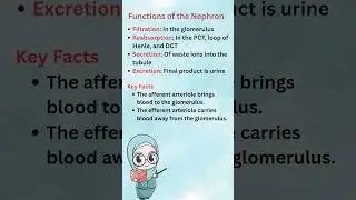 the role of a nephron...🙂 #motivation #nurse #humanbodysystem