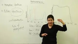 Free Topic l absorption & action spectrum l CBSE CLASS 11 BIO | UNIT 4 | PLANT PHYSIOLOGY l L52