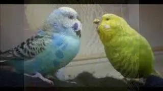 New slideshow of Adorable Budgie pictures