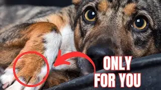7 Special Things Dogs ONLY Do for Their Favorite Person