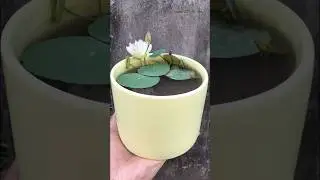 How to grow micro lotus at home