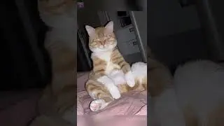 The cat is sitting in meditation#cat #funnycat