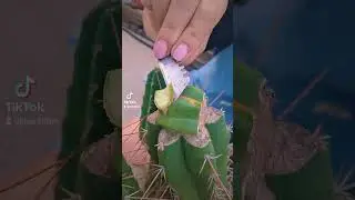 Cutting out areoles on slab graft to force a variegated pup. Happy cactusing! #cactus #grafting