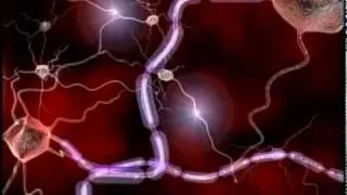 Что такое миелин? &mdash; Национальное общество рассеянного склероза