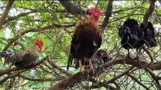 Tiếng G&agrave; trống tre g&aacute;y#animals #birds/Cute Animal -VN 7979