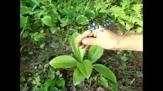 Wild Edibles: Clintonia (corn lily)