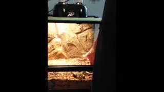 free handling gaboon viper