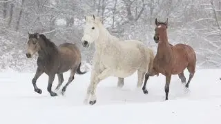 What should I feed my horse to keep him warm in winter?