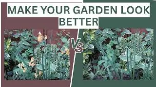 Why You Should Deadhead Flowers | Aesthetic & Growth Benefits Explained