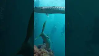Biggest cuda ever #shorts#viral #fish