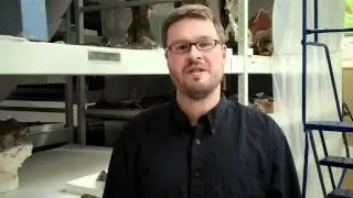 What is the difference between a mammoth and a mastodon?