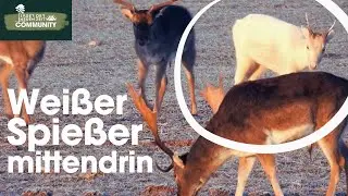 Starke Schaufler, Knieper, Spie&szlig;er - Damhirsche aller Altersklassen bei gutem Licht in Anblick.