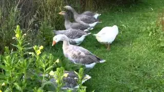 Pilgrim Geese and Goslings