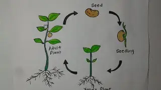 How To Draw Plant Life Cycle | Drawing Plant Life Cycle | Science Project