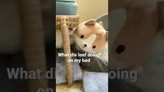 Pearl the Bun vs Loaf | Bunny Shorts
