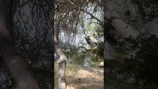 Secret swimming spot at Silverwood Lake!