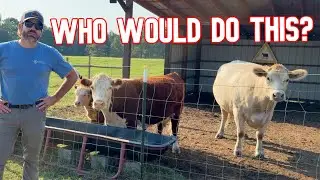 Somebody&rsquo;s Trying to Sabotage Me On The Farm!