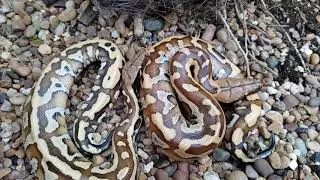 Natural variation amongst the wild type blood pythons
