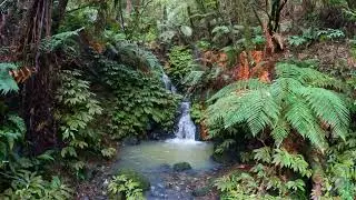 Hiking with my cat Eva - Hunua Ranges Regional Park, Auckland, New Zealand