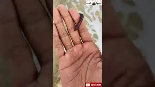 My pet Millipedes on my hand#Shorts#Millipedes#Insect#Animalia#Beach#Beach view
