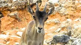 Wild Spanish Ibex Spotted on the Peaks of Cari&ntilde;ena!