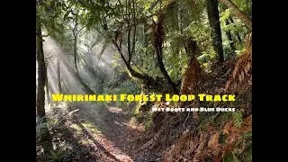 Whirinaki Forest Loop Track, North Island, New Zealand