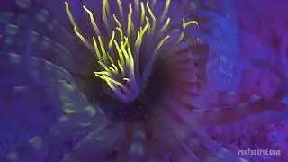 Amazing 😍😳 Coral & Marine Fluorescence in Curacao / Caribbean 🌅🏝