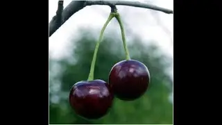 Homemade Black Cherry Jam- NO PECTIN