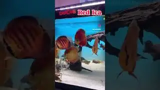 acuario con discos red ica #music #trending #aquarium #fish #peces #pecesdisco #animals #acuarium